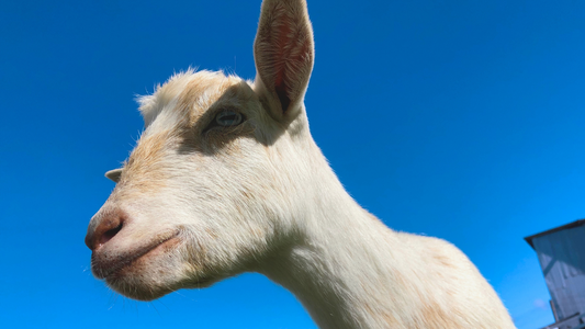 The Nigerian Dwarf Goat Milk Secret: A Testament to Quality and Craftsmanship