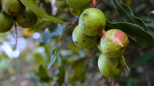 Harnessing the Island Magic of Macadamia Nut Oil in Skincare