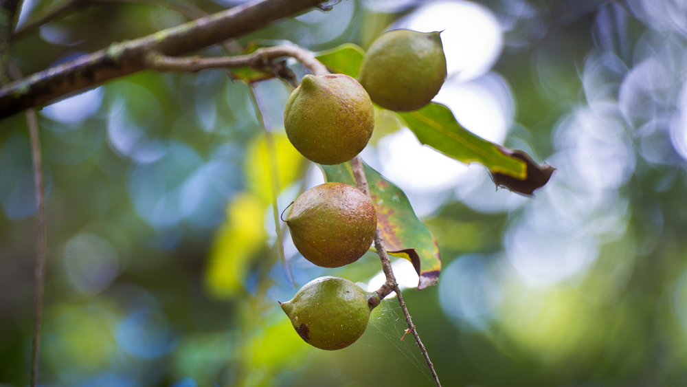Hawai'i macadamia, the heart of every tin